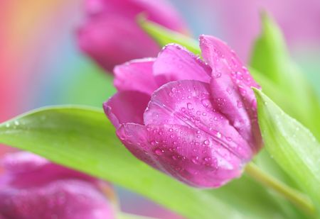 Close-up of tulipsの写真素材