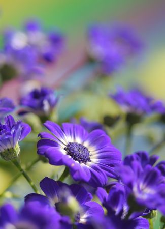 Cineraria bloomsの写真素材