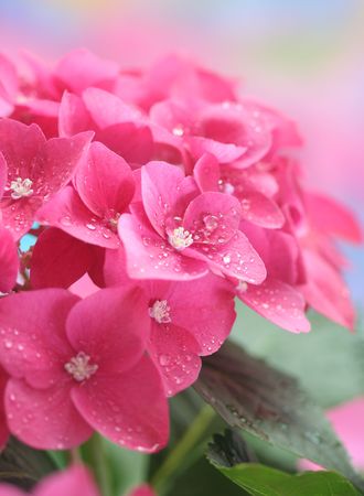 Close-up of hydrangeaの写真素材