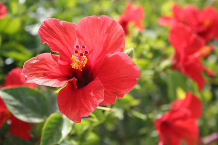 Close-up of hibiscusの写真素材