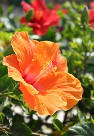 Close-up of hibiscusの写真素材