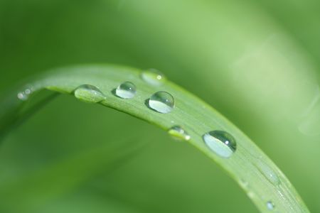 ï¿½Blade of grassï¿½の写真素材