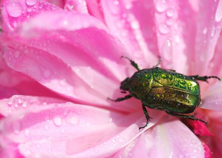 Wet beetle on peony flowerの写真素材