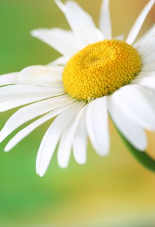 Close-up of chamomileの写真素材