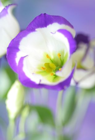Close-up of  lisianthusの写真素材