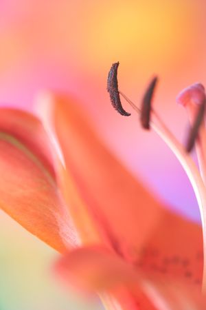 Close-up of lilyの写真素材