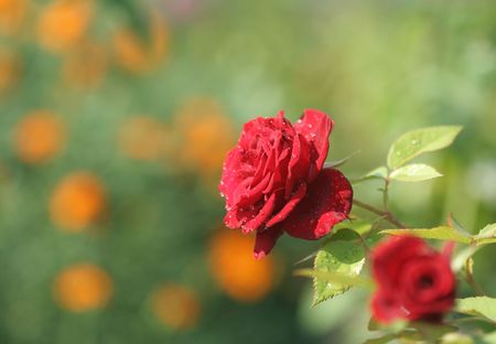 Close-up of garden roseの写真素材
