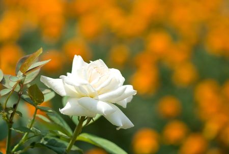 Close-up of garden roseの写真素材