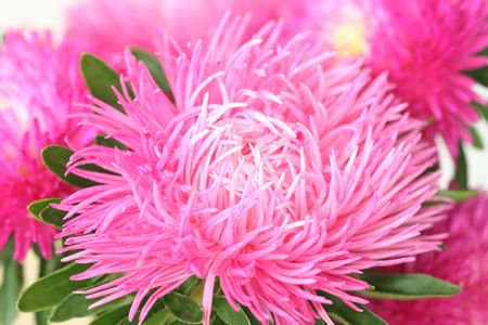 Close-up of asterの写真素材