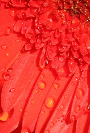 Close-up of red gerbera;の写真素材