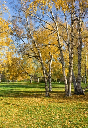 Autumn in Kiev Botanical gardenの写真素材