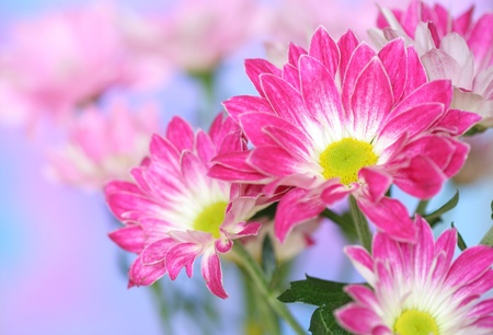 Close-up of   chrysanthemum flowerの写真素材