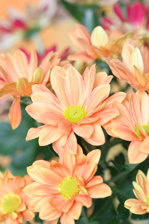 Close-up of   chrysanthemum flowerの写真素材