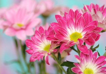 Close-up of   chrysanthemum flowerの写真素材