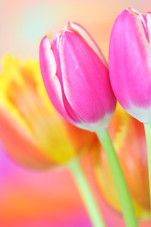 Close-up of tulip flowerの写真素材