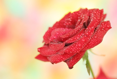 Close-up of garden roseの写真素材