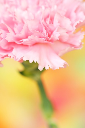 Close-up of carnationsの写真素材