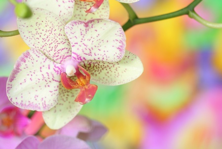 Close-up of orchidの写真素材