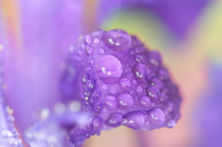 Close-up of  irisの写真素材