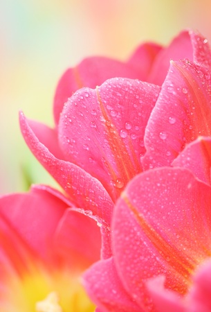 Close-up of tulip flower の写真素材
