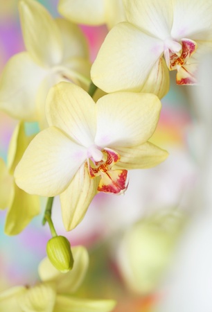 Close-up of orchidの写真素材