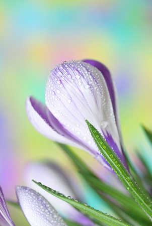 Close-up of crocusの写真素材
