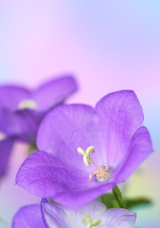 Close-up of bluebellsの写真素材