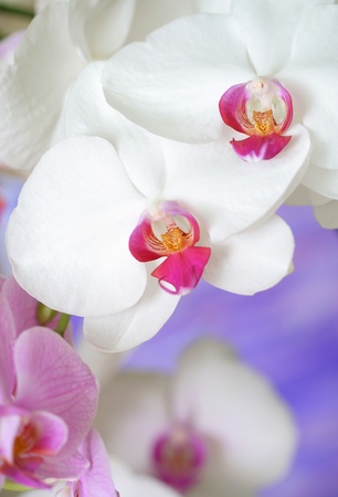 Close-up of orchidの写真素材