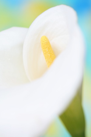 Close-up of calla flowerの写真素材