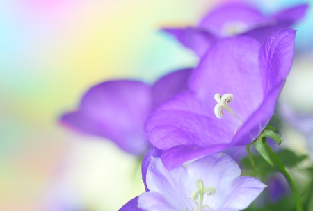Close-up of bluebellsの写真素材