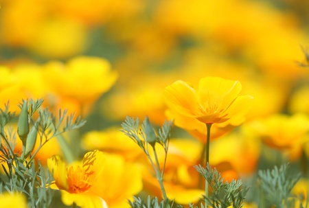 Close-up of California Poppy;の写真素材