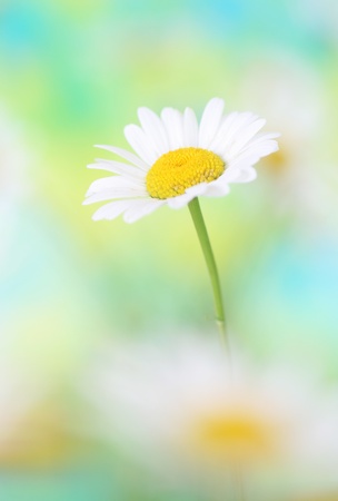 Close-up of chamomileの写真素材