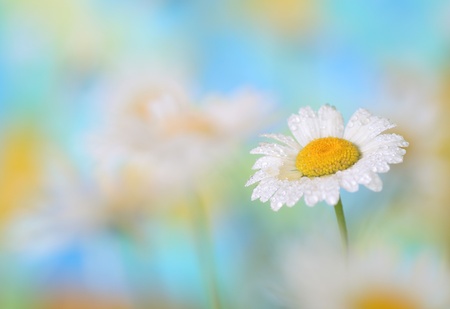 Close-up of chamomileの写真素材