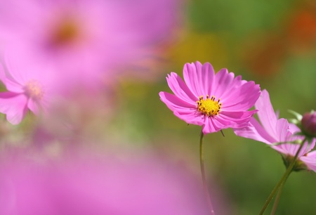 Close-up of pink cosmos flowerの写真素材