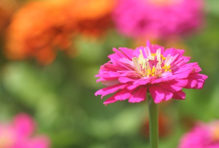Close-up op zinnia flowerの写真素材