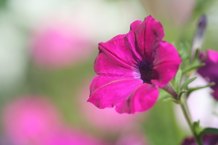 Close-up of petunia flowerの写真素材