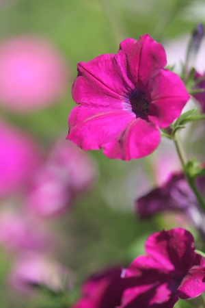 Close-up of petunia flowerの写真素材
