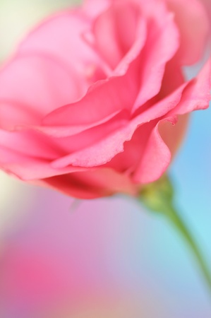 Close-up of  lisianthus flowerの写真素材