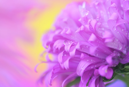 Close-up of drop on aster petalsの写真素材