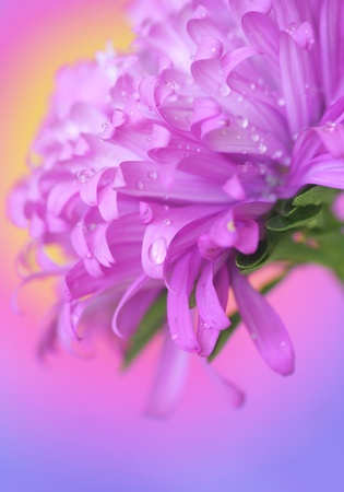 Close-up of  small drop on aster petalsの写真素材