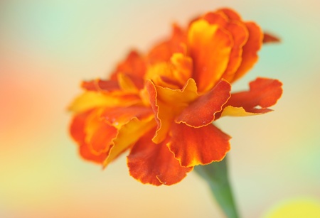Close-up of  tagetes flowerの写真素材