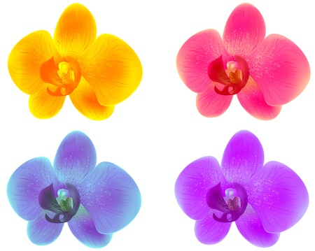Illustration of orchids isolated on white backgroundのイラスト素材