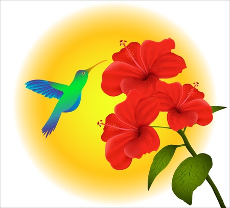 Illustration of  hibiscus and humming bird のイラスト素材