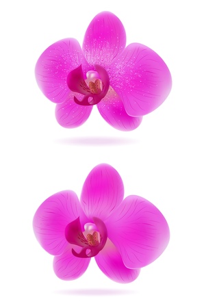 Illustration of orchids isolated on white backgroundのイラスト素材
