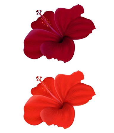 Illustration of  hibiscus isolated on white backgroundのイラスト素材