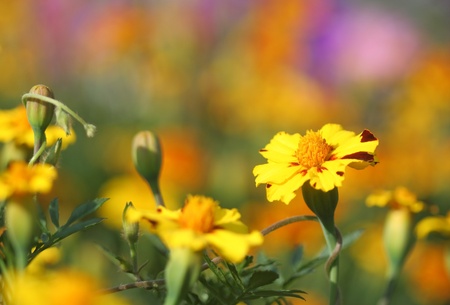 Close-up of  tagetes flowerの写真素材