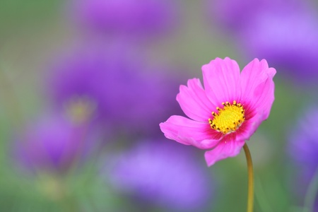Close-up of pink cosmos flowerの写真素材