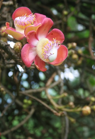 close -up of cannonball tree blossomの写真素材