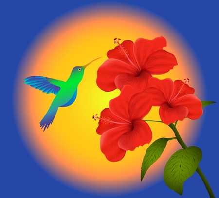 Illustration of  hibiscus and humming bird のイラスト素材