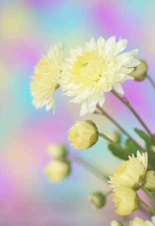Close-up of   chrysanthemum flowerの写真素材